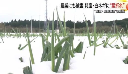 大雪で特産・白ネギに「葉折れ」被害　最強・最長寒波の影響に頭を抱える（鳥取・大山町）