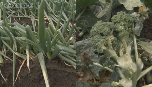 「夏も干ばつで大変だったのに…」　この冬一番の厳しい寒波　農作物に大打撃　生産者から落胆の声　鳥取県