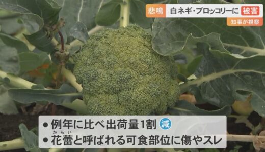 大雪で「白ネギ」折れ…「ブロッコリー」可食部位に傷…出荷に打撃　農家悲鳴　平井知事が現場を視察　鳥取県大山町