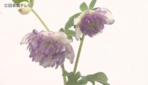 受験シーズンに縁起が良い！？　原種や交配品種など200鉢が並ぶ　クリスマスローズ展　鳥取県南部町・とっとり花回廊
