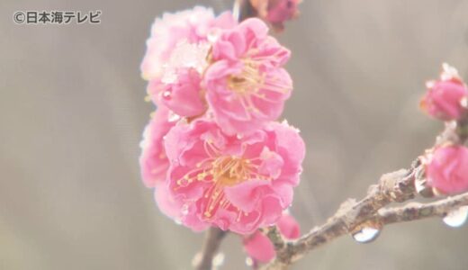 2月18日は「雨水」　梅が咲き始め、雪が降るなか一足早く春の雰囲気に　鳥取県米子市