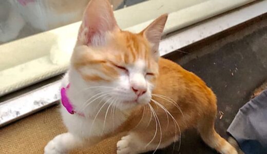 高いところは怖いの…初めての3階からの景色が怖くて目を背ける猫【猫の日企画】