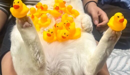 大量のアヒルを乗せられた猫…どこか不服そうにも全てを受け入れている【猫の日企画】