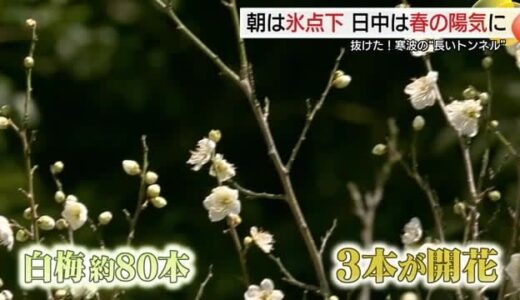 ”最長最強寒波”から一転”ぽかぽか陽気”に　白梅ほころび春の足音近づく（島根・鳥取）