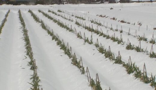 白ネギ畑「大雪」に埋もれながらも…農家「想定内」と前向き　「雪に埋もれたネギ、味は逆に良くなる」と独自の販売戦略で立ち向かう