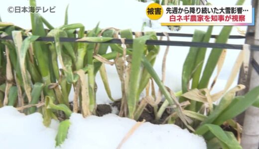 農場「見た目は悪いですけど味は今まで以上」大雪の影響を受けた白ネギ　平井知事が被害状況を視察　鳥取県八頭町