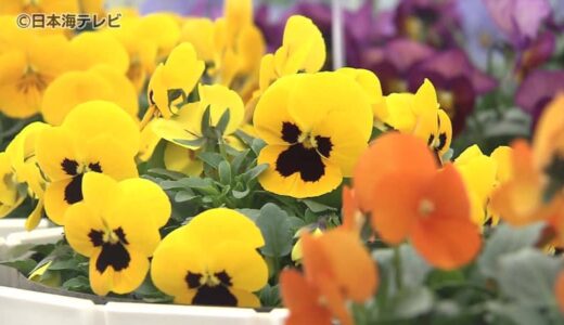 花回廊で華やかなパンジーとビオラの展示会　オリジナルの苗など400品種が咲き誇る　鳥取県南部町