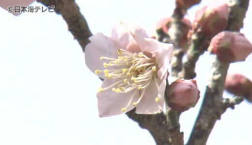ぽかぽか陽気に包まれた山陰地方　松江城山公園では梅の木に小さな花が咲き始める　週末にかけての気温が上がる見込み