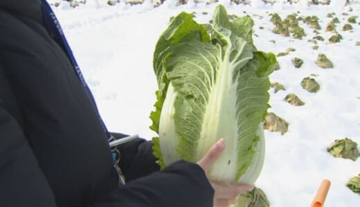 キャベツだけでなく「ハクサイ」価格も高騰…去年に比べ2倍弱の価格　低温で生育不足…小玉傾向　鳥取県内の生産現場では”雪解け”進まず収穫作業停滞