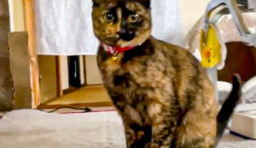 「お魚投げてください」犬のように投げたおもちゃを何度も拾って持ってくる猫が可愛い。