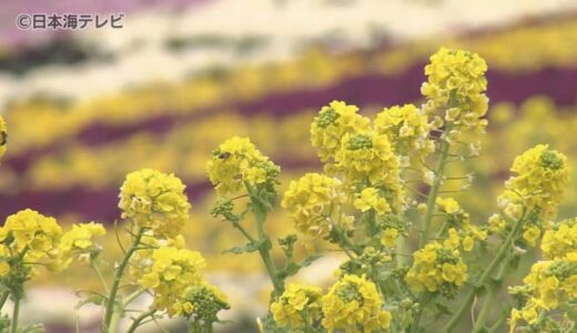 山陰各地で今年1番高い気温を記録　約2000本もの菜の花が開花のピーク　春を思わせる花が咲き誇る　島根県出雲市
