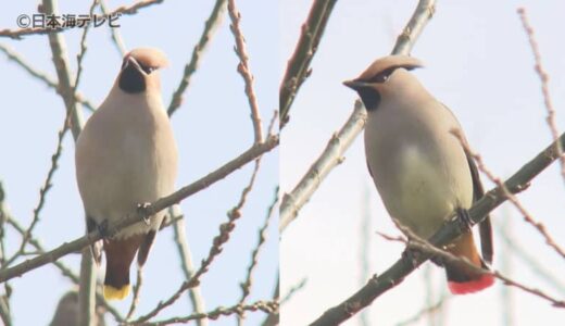 “春の足音”が聞こえる中…　キレンジャクとヒレンジャクが群れで飛び回る　鳥取県鳥取市