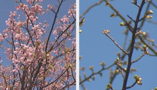 河津桜の名所、例年は「見頃」の時期だが…今年はまだほとんど咲いておらず　２月の「強烈寒波」二度襲来で開花に遅れか