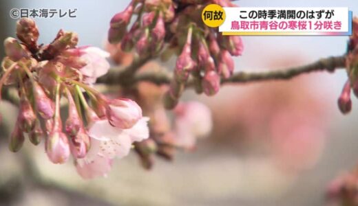 日置谷の寒桜に異変？　開花遅れ、つぼみはほとんど閉じたまま　2月の気温の低さが大きな要因か…　鳥取県鳥取市