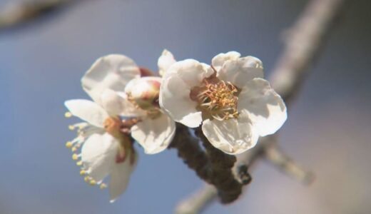 一気に春本番　日中ぽかぽか　各地で今年最高気温に