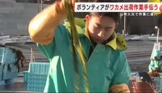 ボランティアがワカメの出荷作業を手伝う　山火事で作業に遅れ　岩手県大船渡市