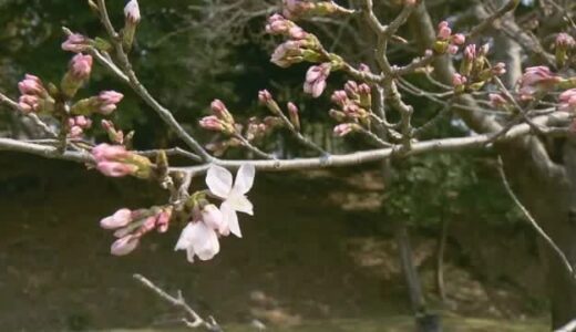 鳥取市と松江市でソメイヨシノ開花　松江など各地で記録的な暑さに