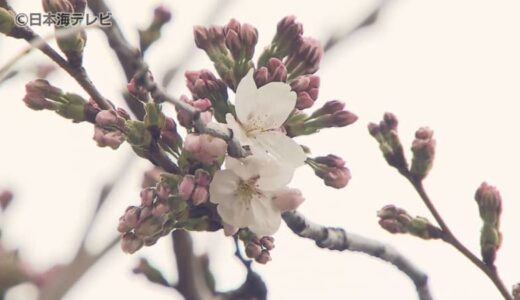 「やっぱり明るくなりますよね」　鳥取と松江で桜が開花　山陰各地で夏日を記録