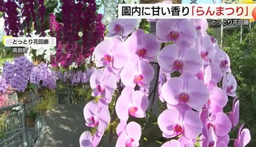 約2500株のラン甘い香りとともに優雅で華やかに…とっとり花回廊でらんまつり（鳥取・南部町）