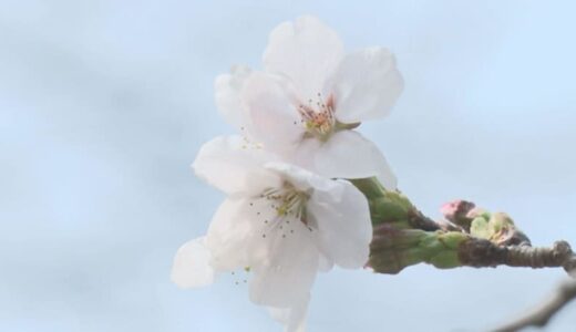 一気に「サクラサク」…「7月中旬並み」の暑さ　3月観測史上最高気温を更新
