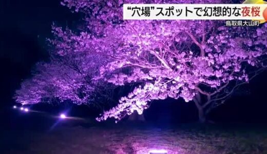 新たな夜桜名所に…薄紫のライトアップで幻想的に演出　弥生時代にタイムスリップ！？（鳥取・大山町）
