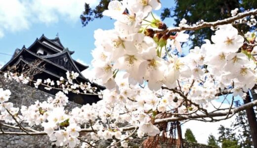 春満開 咲き誇る花　見ごろを迎え始めた島根県、鳥取県の桜の名所　5日は曇り一時雨、6日は曇り時々晴れの見込み