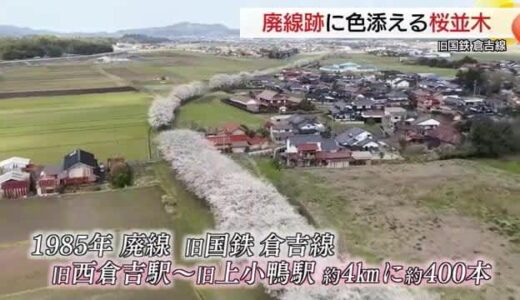 旧国鉄倉吉線の桜並木が満開！約4キロの桜トンネルに魅了（鳥取・倉吉市）