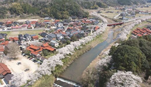 約5.5キロにわたる桜のトンネル　法勝寺川沿いの442本の桜が見頃を迎える　晴天のもと花見に訪れる人々も　鳥取県南部町