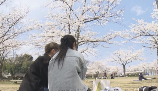 青空と満開の桜で絶好のお花見日和に　因幡千本桜「桜の園」に多くの花見客が訪れる　鳥取県鳥取市