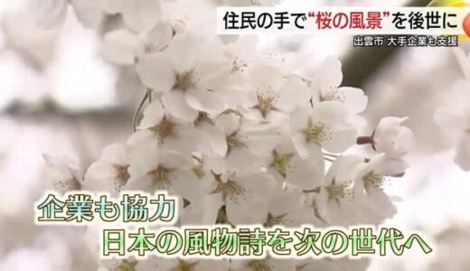 地域のシンボル大切な桜の風景を守る…日本の「風物詩」保存活動支援にビール売上金を活用（島根）