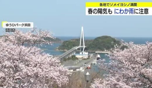 潮風に揺れて花びらヒラヒラ…港町浜田の公園でソメイヨシノ満開！8日は花散らしの強風に注意（島根）