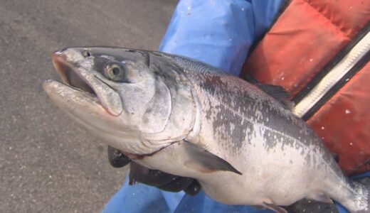 ”境港サーモン”初水揚げ　生きがよく脂がのったサケが出荷　約1700トンの水揚げ見込み　鳥取県境港市