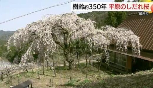 天然記念物「平原のしだれ桜」…日本代表する風景写真家を魅了　鳥取鹿野城跡公園も春絵巻