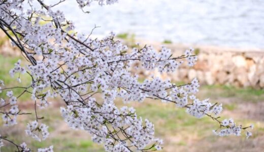 満開の桜公園に、これから開花を迎えるスポットも！鳥取県東部の桜巡り｜鳥取市・若桜町