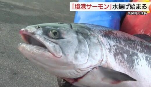 「お勧めは生食で！」冬の美保湾育ちで脂もしっかり「境港サーモン」の水揚げ始まる（鳥取）