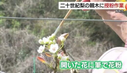 「秋が楽しみ」樹齢100年以上…天然記念物の二十世紀梨「親木」で授粉作業（鳥取）