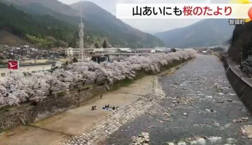 山間の桜名所もいよいよ満開！住民の思いこもった1.3キロの桜並木が見頃のピーク（鳥取）