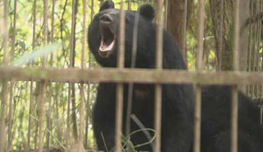 東中国地域に生息するツキノワグマは推定763頭　岡山県が発表　2025年度の狩猟自粛をハンターに要請へ